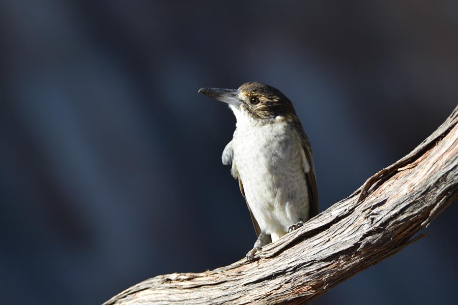 Butcherbird grey 2023 003.JPG